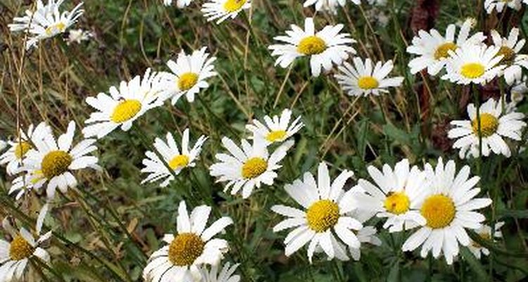 Hybrid and cultivar coreopsis exist for gardening and landscaping projects.