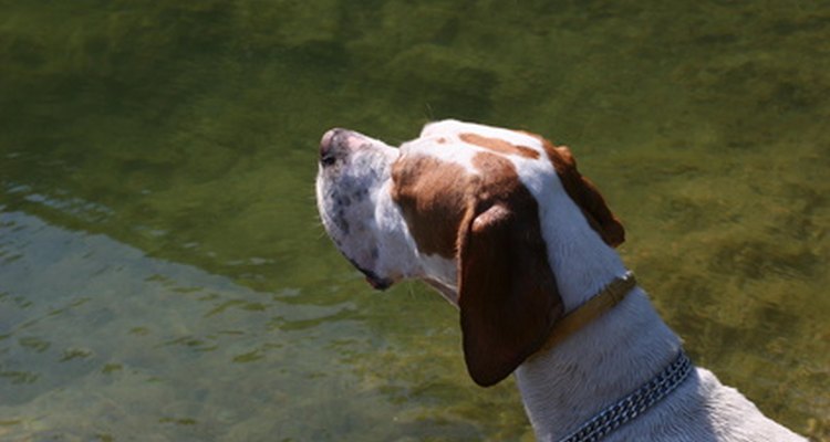 A hunting dog such as the German shorthaired pointer requires more nutrients when its working.