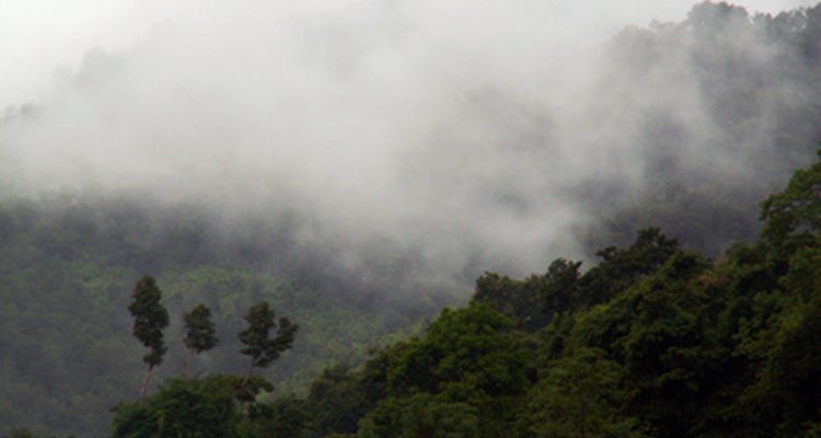La selva tropical es el hábitat natural de más de la mitad de las plantas y especies animales del mundo.