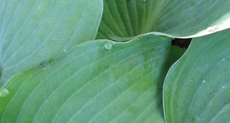 Hosta plants require little maintenance.