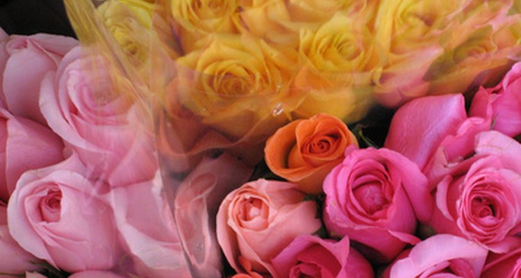Você pode duplicar uma rosa através da clonagem