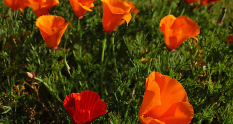 California poppies are eschscholzia, not paver.