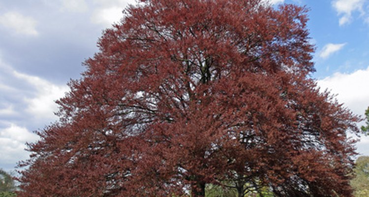 Copper beech trees can be plagued by fungi.