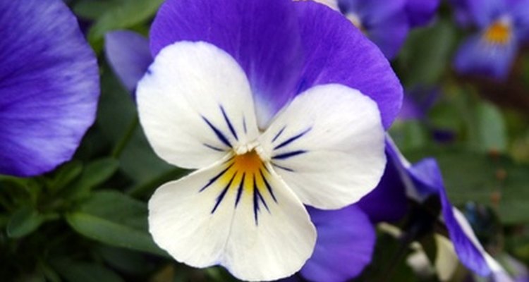 500 species of annual and perennial violas are found all over the world.