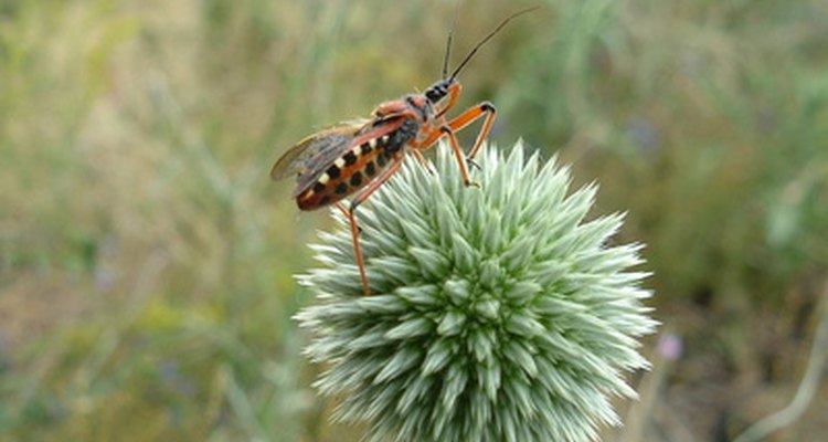 When many life cycles are working together, an ecosystem develops.