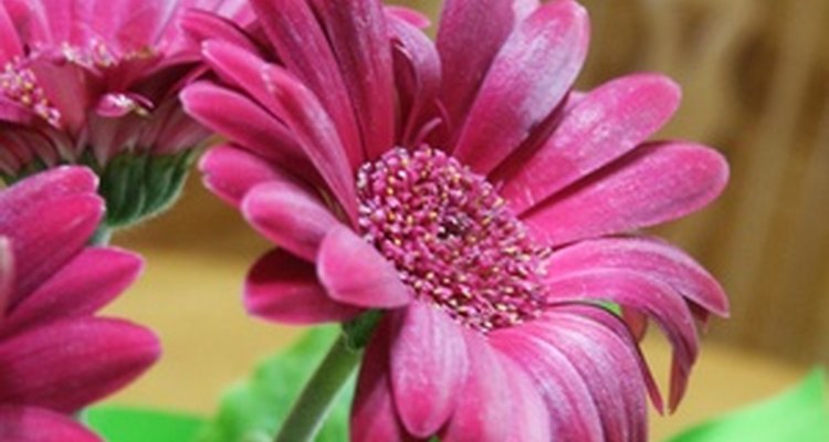 One gerbera daisy can produce a garden full of plants from basal cuttings.