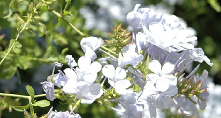Many flowers thrive in partial sun.