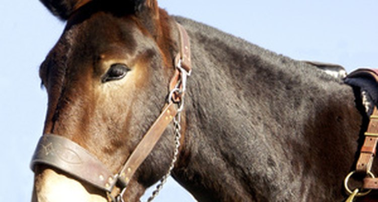 As mulas de carga são uma raça produzida para transportar cargas pesadas