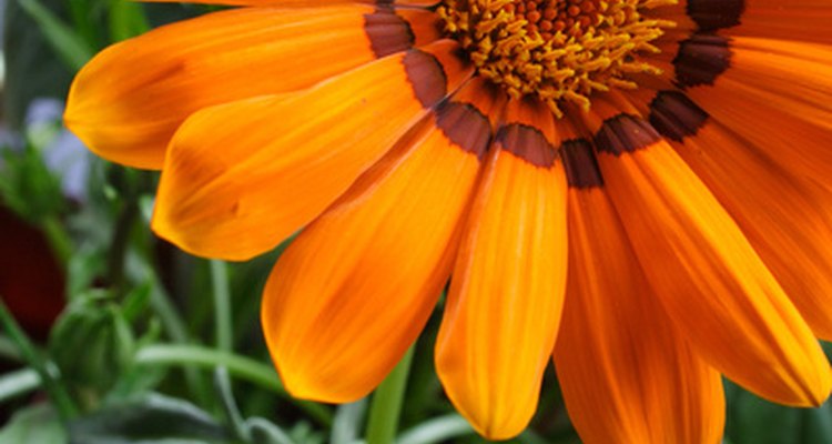 Daisies come in a variety of colours.