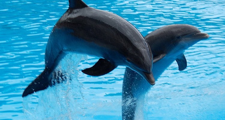 Los delfines son muy inteligentes.