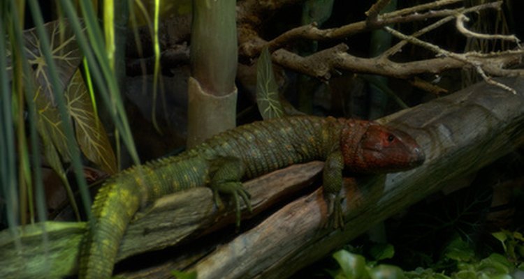 Add water, perches, shelters and plants to the vivarium.