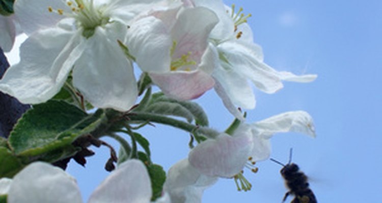 Cross-pollination alters geranium genetics.