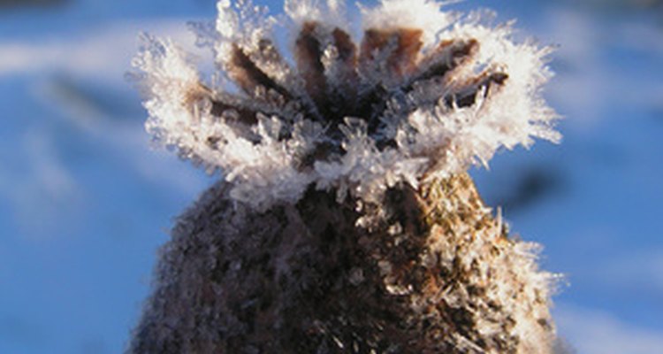 Poppies rely on the wind to scatter seeds.