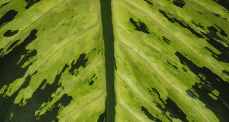 A comigo-ninguém-pode é uma planta fácil de cuidar