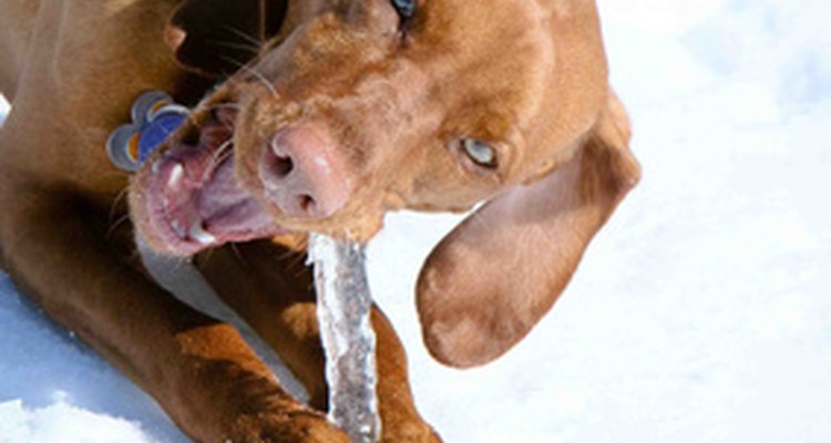 Esta raza de perros son cazadores naturales.