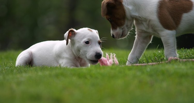 Coloca un mantel, servilletas y platos con impresiones de patas de perro.