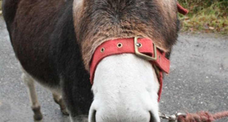 Donkey costume parts should be cute, like the animal.