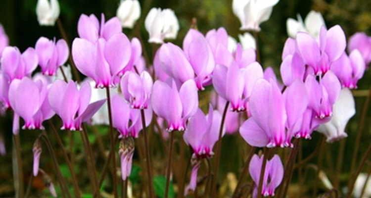 Cyclamen