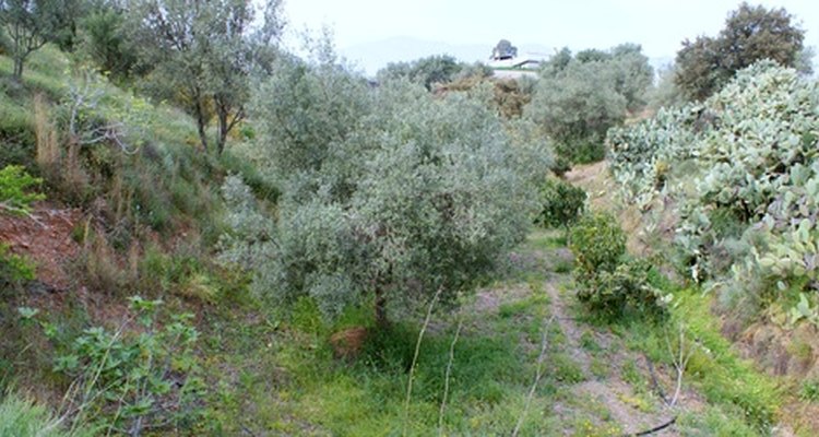 Syringa reticulata.