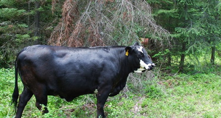 Información sobre el Angus Negro.