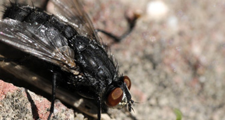 Las moscas pueden volverse rápidamente una molestia en el lugar del compostador.