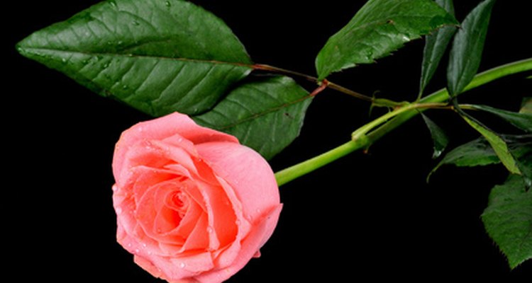 Os cortes precisam já ter passado completamente pelo florescimento e ainda ter várias folhas