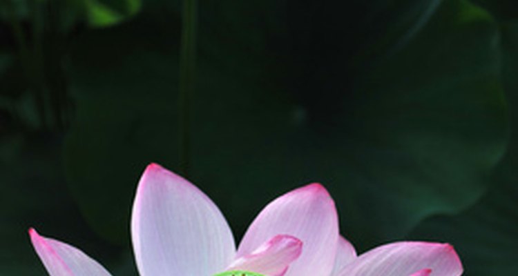 Para la cultura japonesa, la flor de loto es un símbolo de paz.