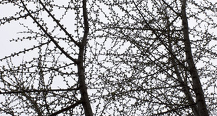 Note how the branches