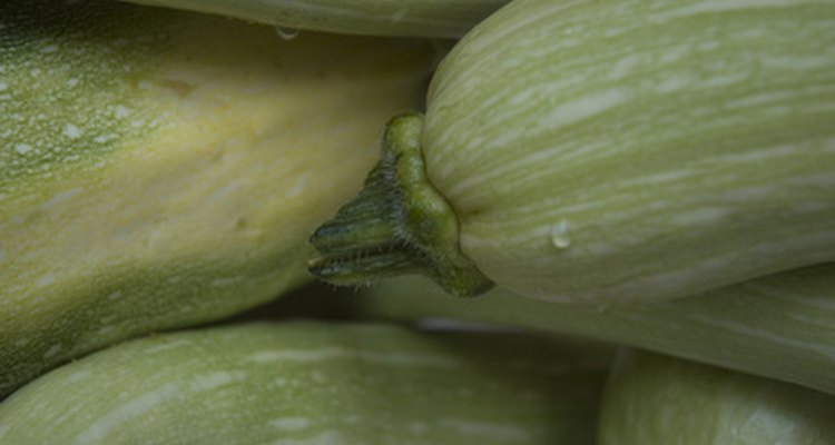 Zucchini often recovers from a split stem.