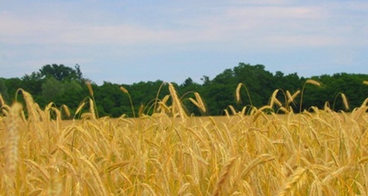 El cosechar trigo involucra muchos tipos de maquinaria.