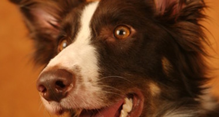 El Borador ha adquirido su temperamento altamente energético del Border collie.