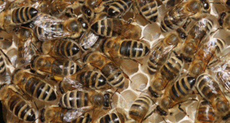 Natural beeswax provides moisture for skin and emulsifies with water and oil.