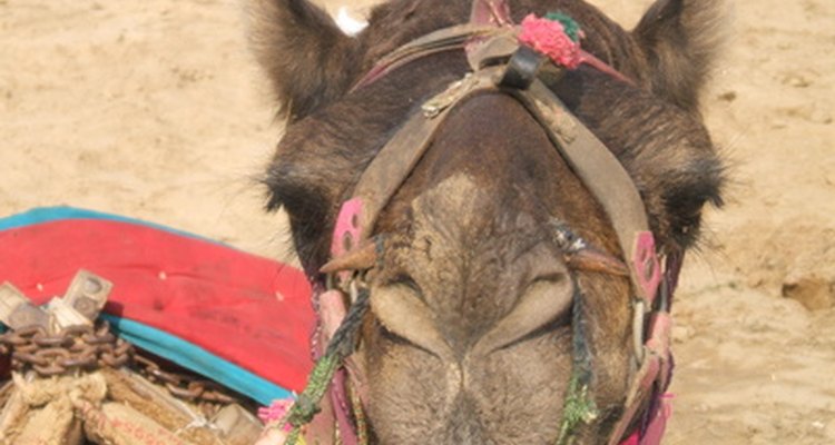 Camel racing is a traditional sport that has existed in the Middle East and North Africa for many years.