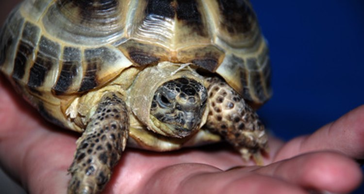 Seja gentil e cuidadoso ao manusear sua tartaruga para prevenir lesões na espinha