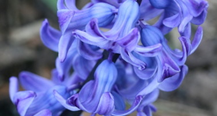 The hyacinth flower can cause allergic reactions when handled or consumed.
