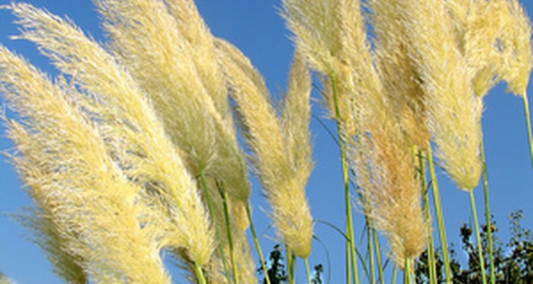 How to grow pampas grass in containers