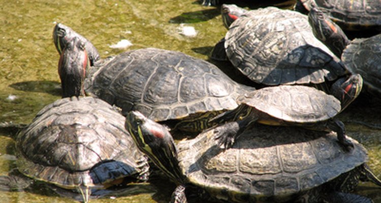 Un grupo grande de tortugas de orejas rojas toman sol en verano.