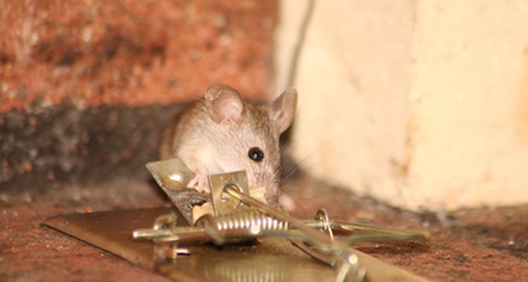 Ratoeiras podem ser perigosas para crianças e animais de estimação