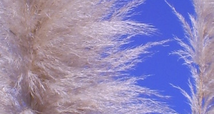 The large attractive plumes of pampa grass.