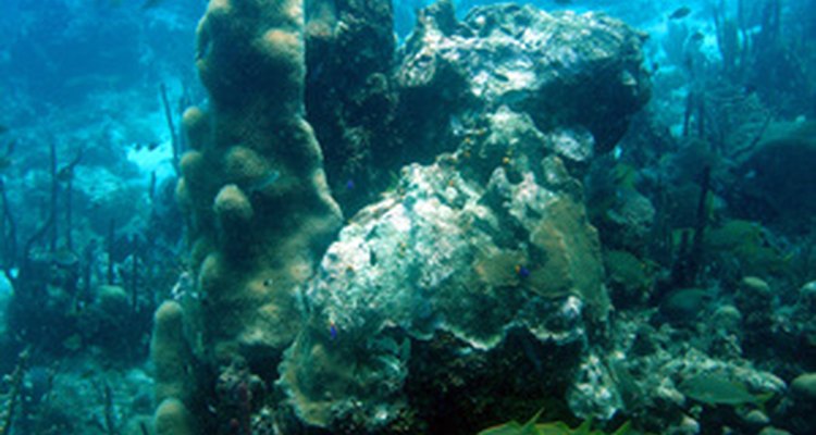 El Gran Arrecife de Coral es un lugar de Patrimonio Mundial de la UNESCO.