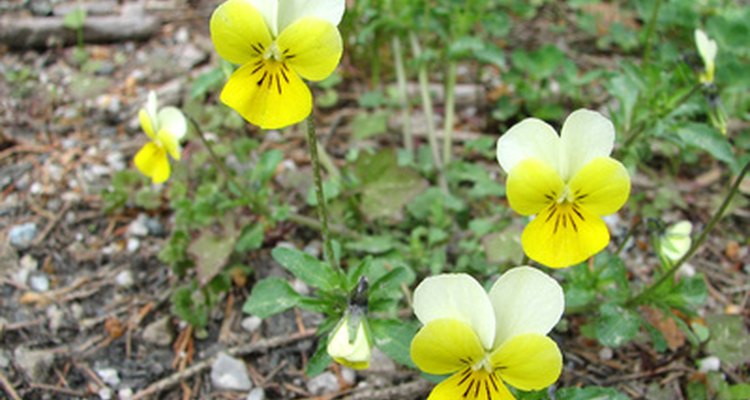Bugs make quick work of delicate viola blooms.