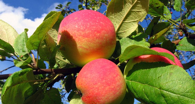 Los manzanos producen fruta cuatro o cinco años después de plantados.