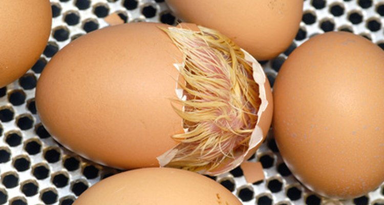 La humedad en una incubadora debería ser controlada para imitar circunstancias naturales, como cuando los huevos se rompen.