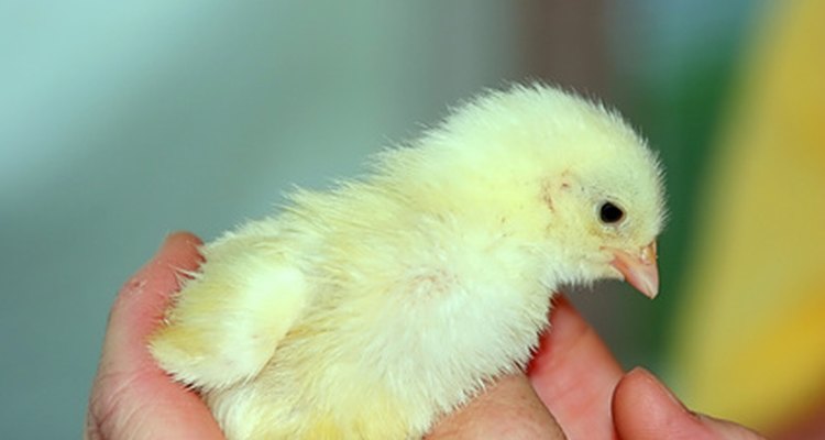 Los polluelos pueden criarse y cuidarse dentro de casa.