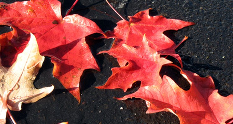 Los estudiantes pueden recoger e identificar las hojas alrededor de la escuela.