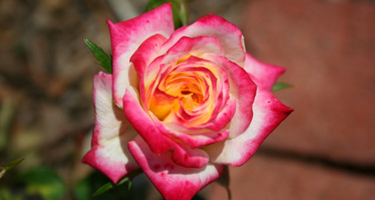 Cuanto más tiempo esté la rosa en el agua, más colorida será la rosa.