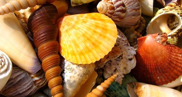 Los amantes del océano disfrutan de colectar diversos tipos de conchas.