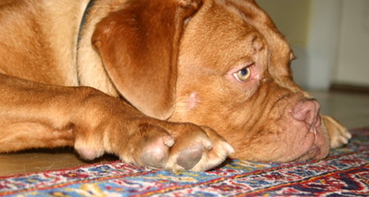 Your pet deserves great a good vet.