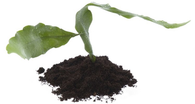 As plantas amam compostos fertilizantes naturais