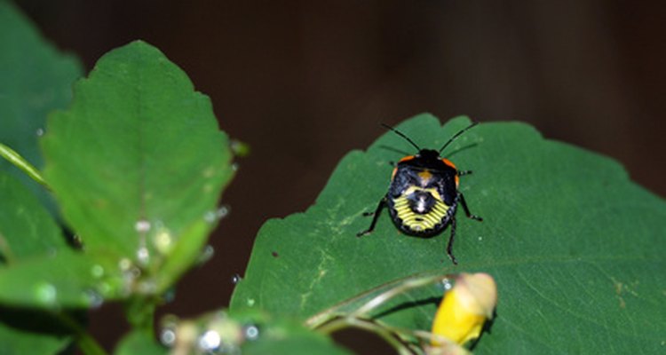 The distinctive shield, or scutellum, of the shield bug covers its back.